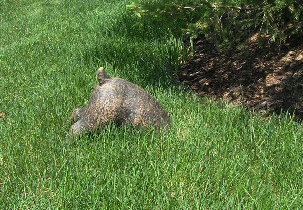 This digging dog will add a charming quirk to your yard. 