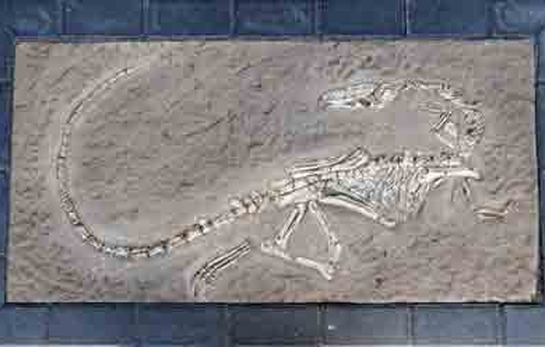 Replica Dinosaur Fossil