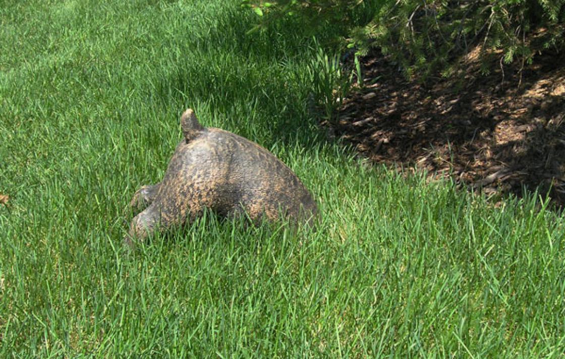 This digging dog will add a charming quirk to your yard.