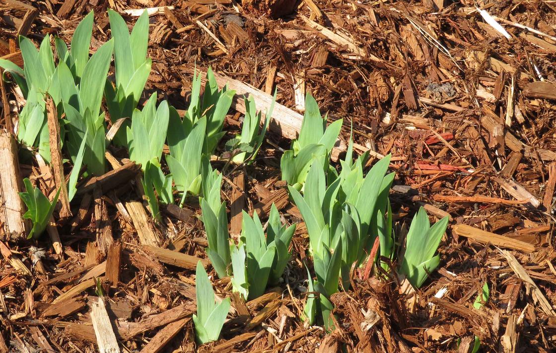 Now's the time to get out and spread a fresh layer of mulch in your garden.